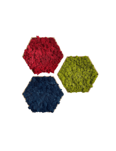 Kit de 3 Hexagones Lichen...