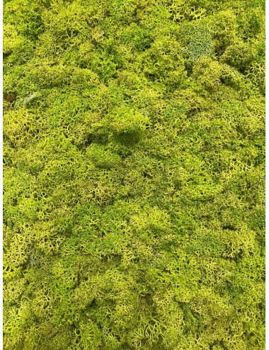 Lichen stabilisé vert citron