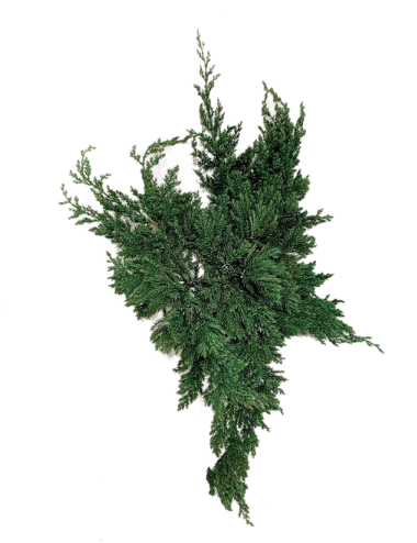 Juniperus Stabilisé