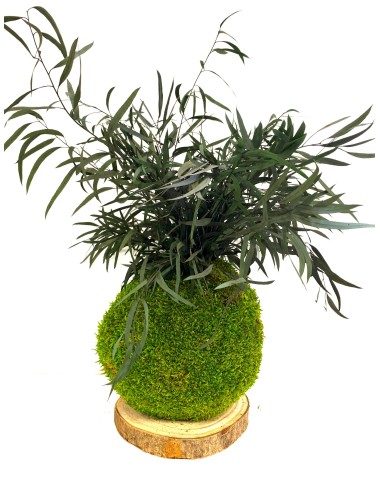 Kokedama avec Nicoly vert