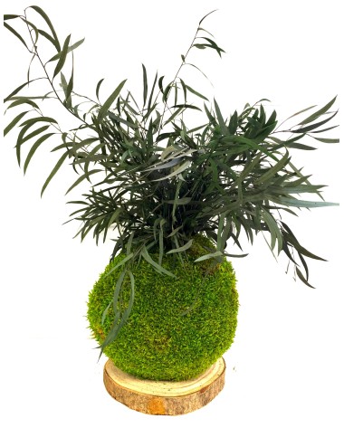 Kokedama Nicoly Stabilisé