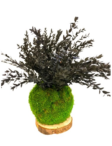 Kokedama avec parvifolia vert