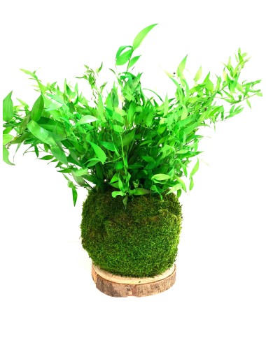 kokedama avec ruscus vert