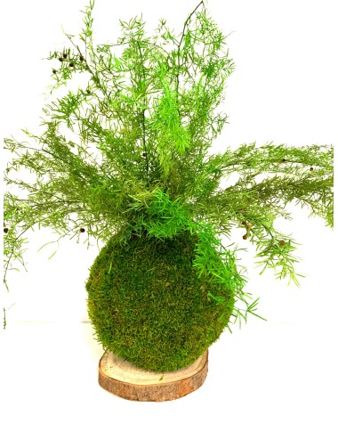Kokedama avec sprengeri vert