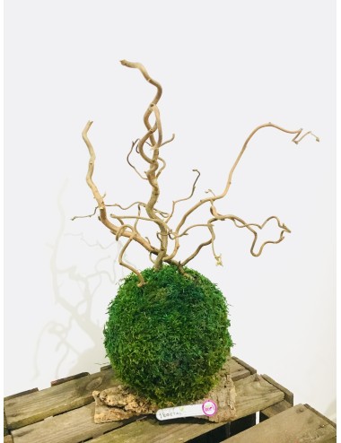 Kokedama vert avec branche marron