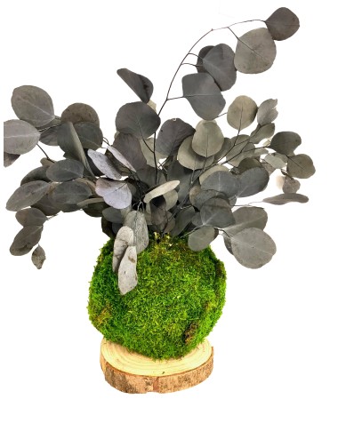 Kokedama avec populus vert