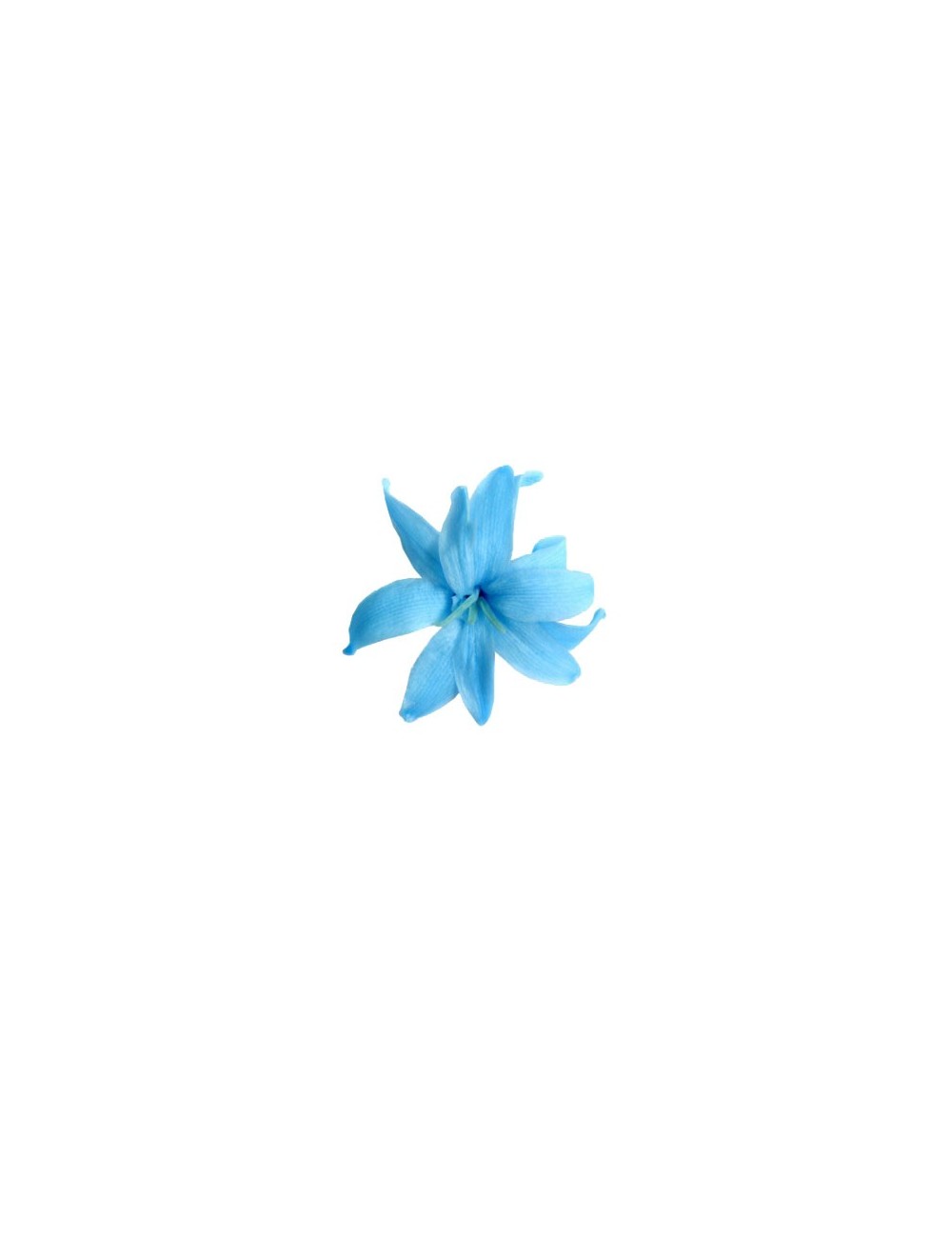Tubéreuse Stabilisée bleue