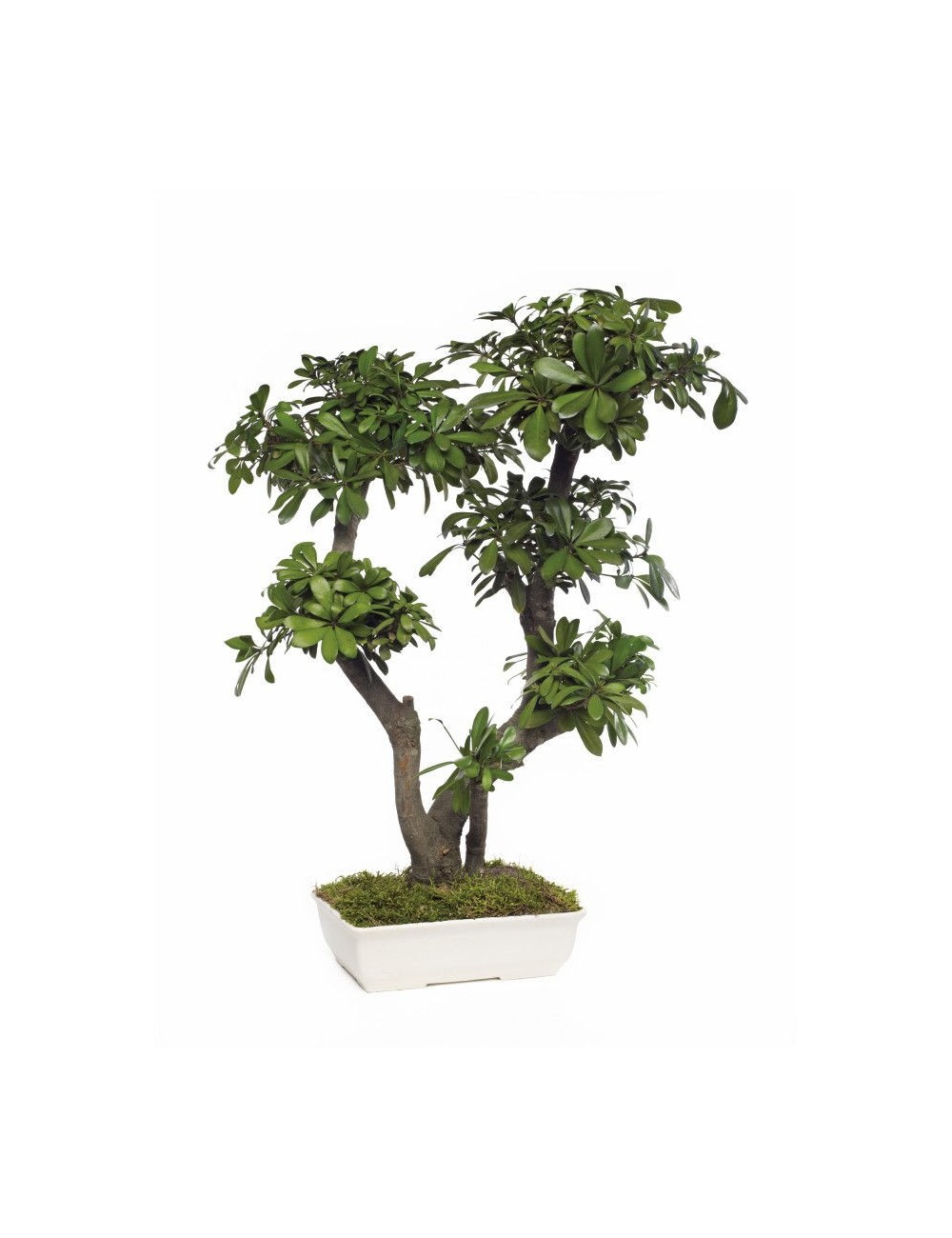 Bonsaï Pittosporum vert de grande taille