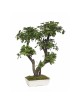 Bonsaï Pittosporum vert de grande taille