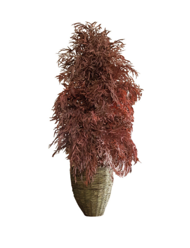 Eucalyptus Nicoly Wide rouge