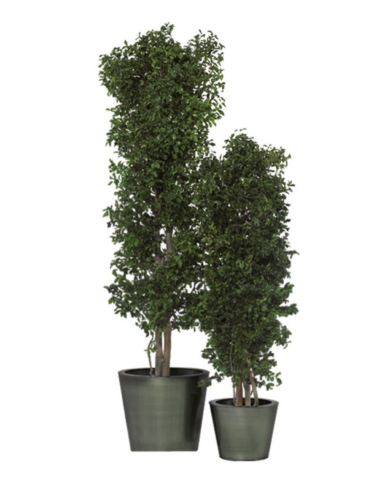 Arbre Tenuifolium vert