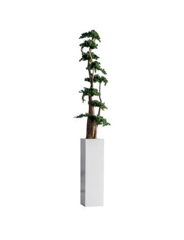 Arbre Bonsaï Juniperus vert