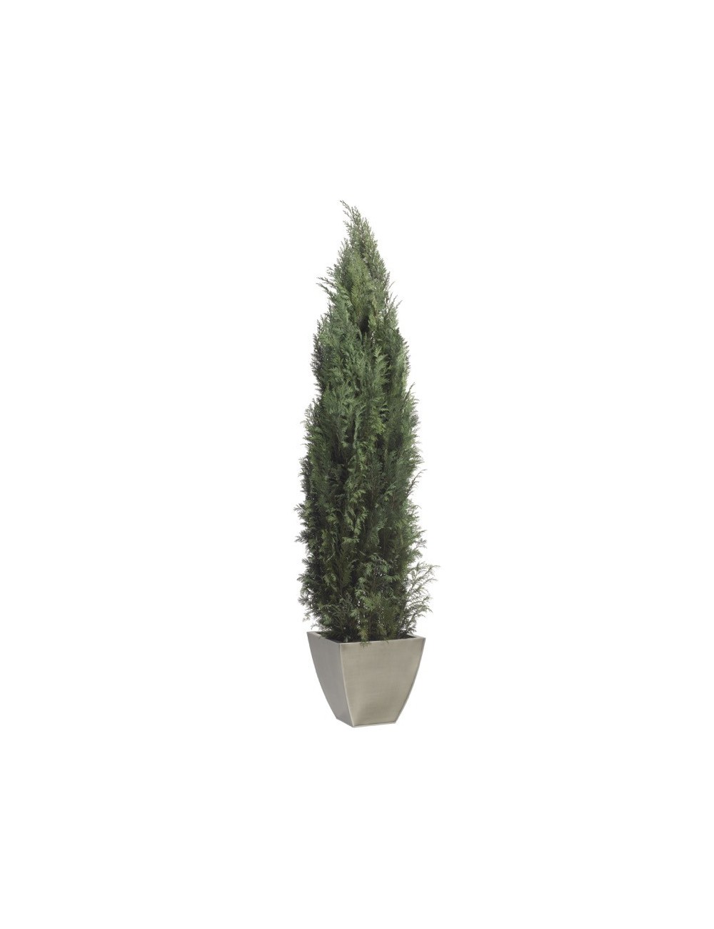Columnaris Conifer vert