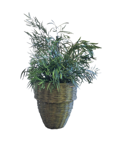 Nicoly Plant Stabilisé - Vert