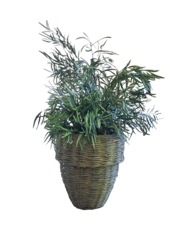 Nicoly Plant vert