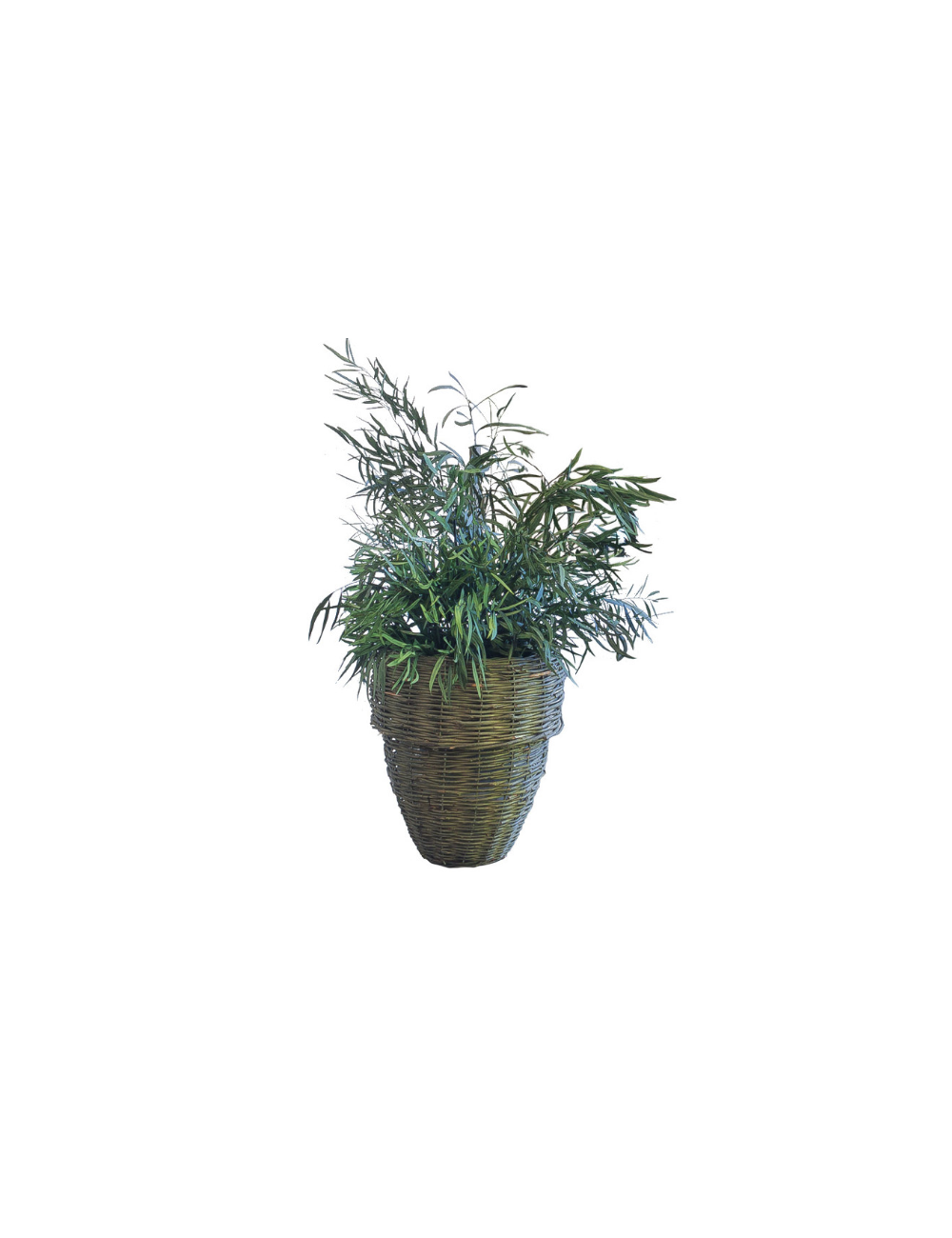 Nicoly Plant vert