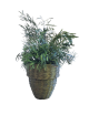 Nicoly Plant vert