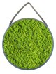 Tableau rond végétal en lichen vert