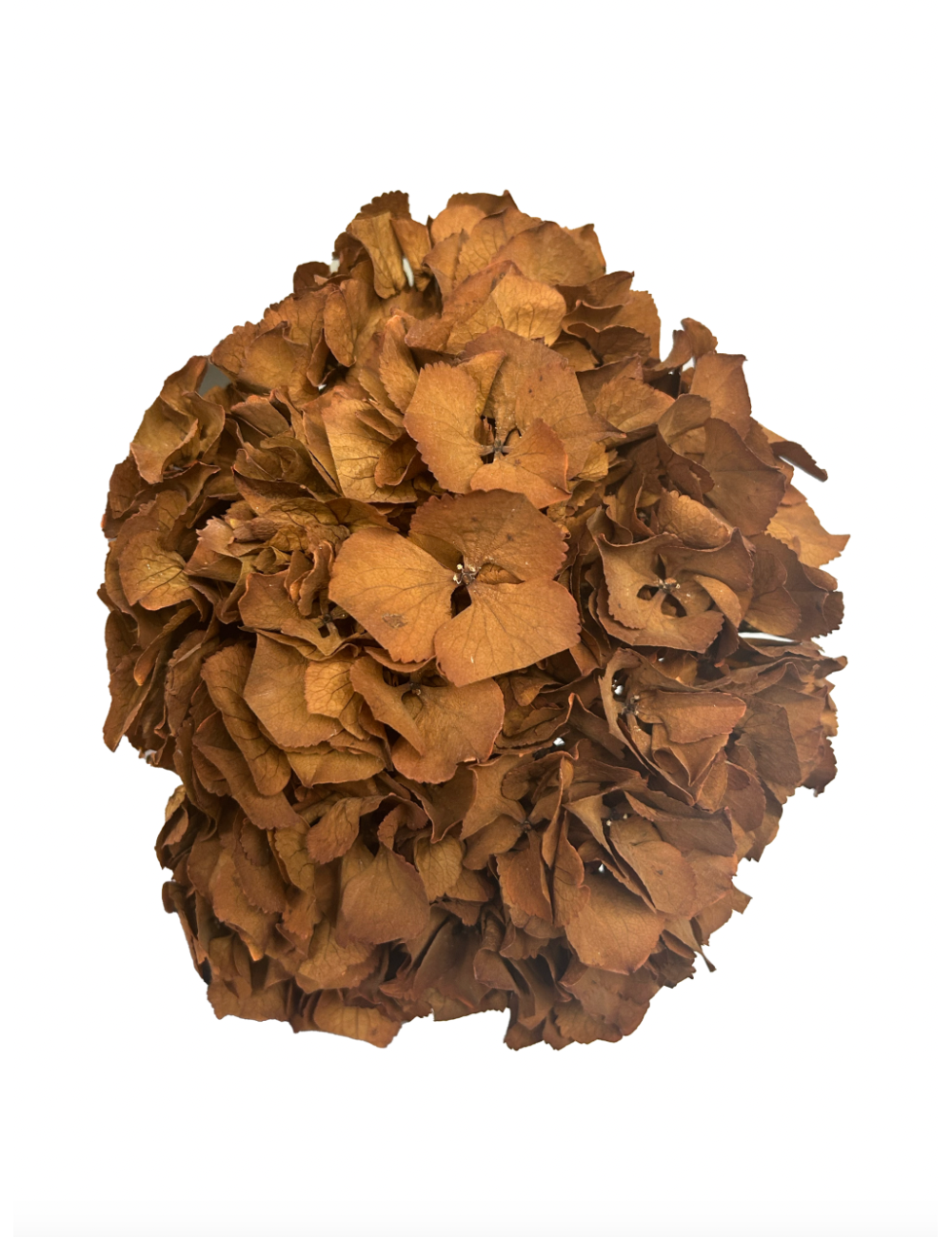 Hortensia Stabilisé ocre