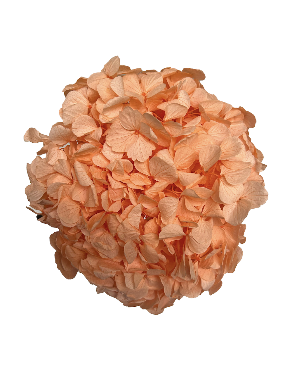 Hortensia Stabilisé saumon