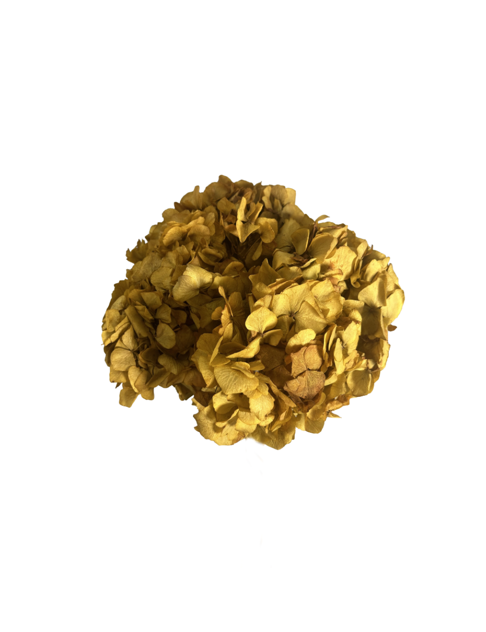 Hortensia Stabilisé jaune