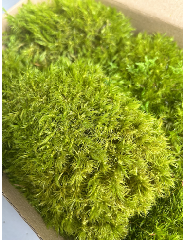 Mousse Boule Stabilisée Vert clair