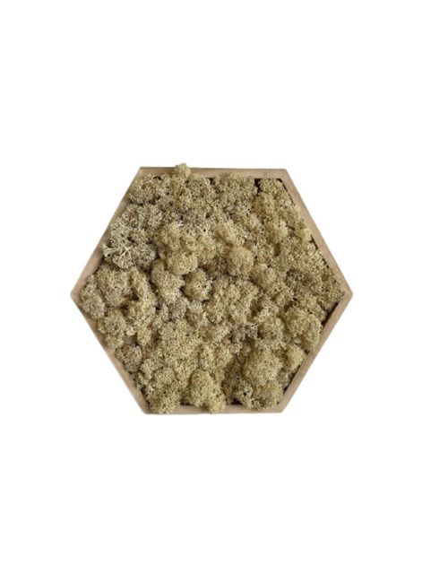 Hexagone en lichen blanc