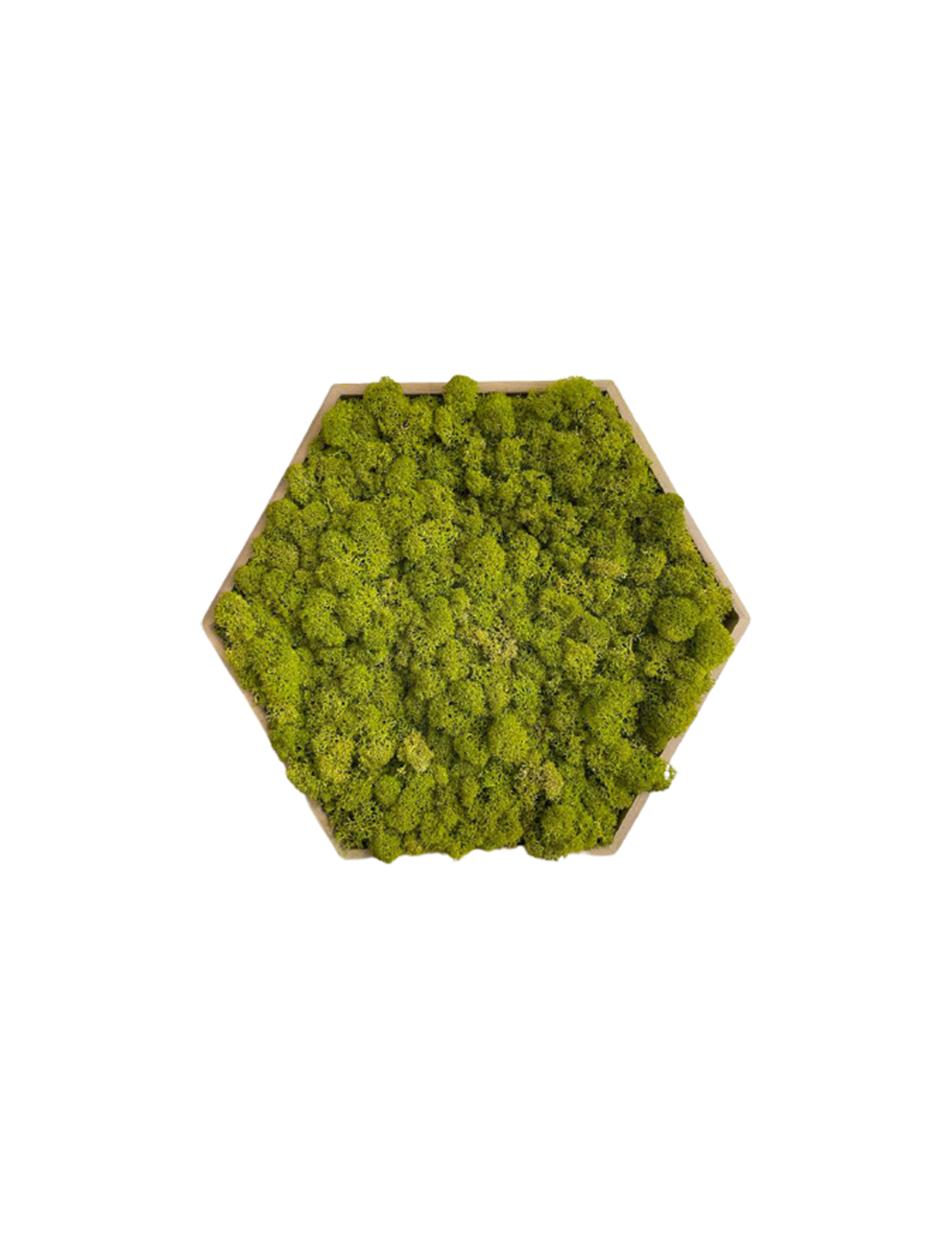 Hexagone en lichen vert
