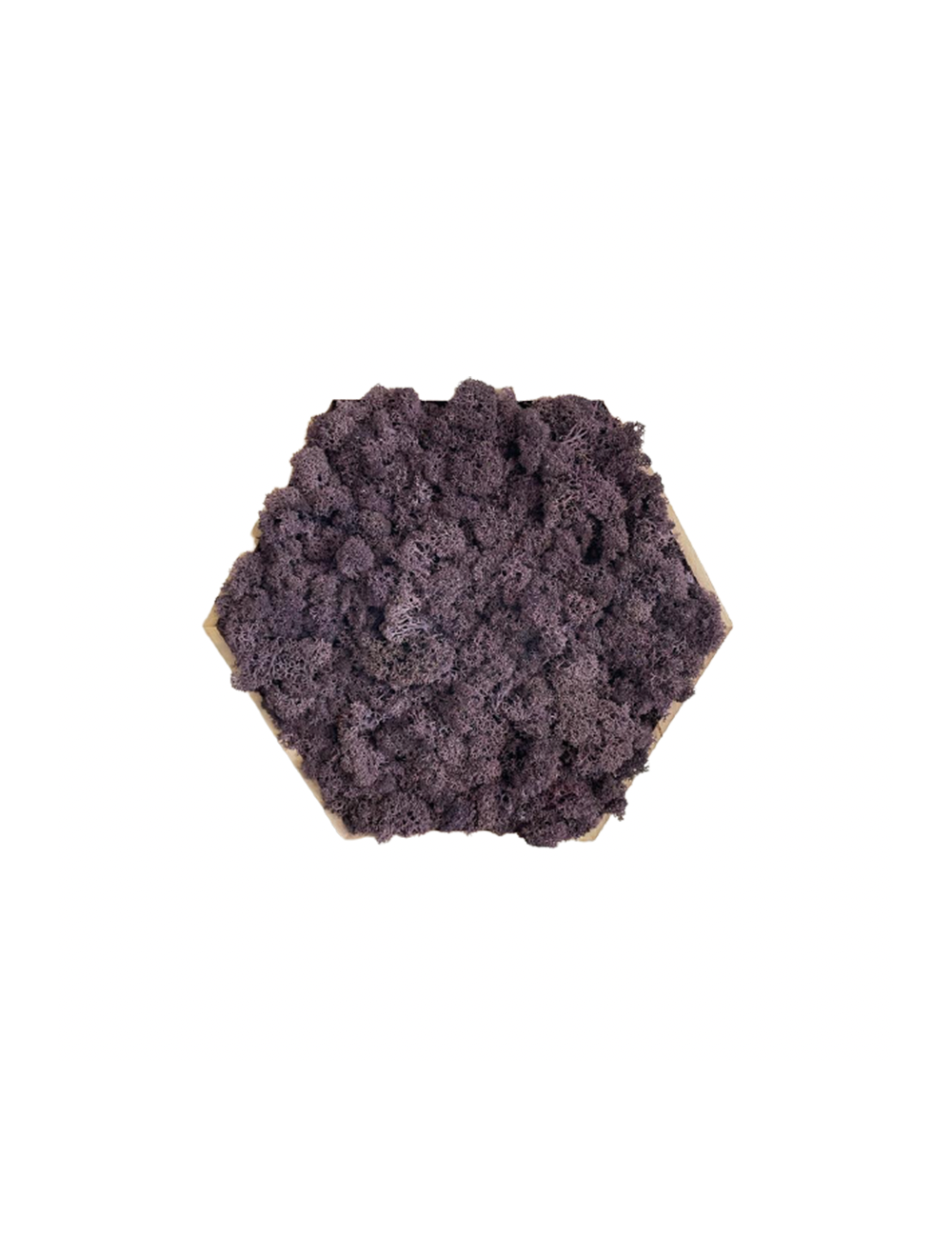 Hexagone en lichen violet
