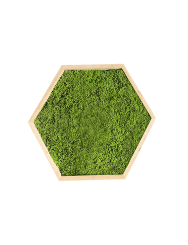 Hexagone en mousse plate verte claire