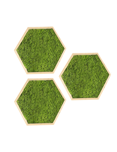 Hexagone en mousse plate verte claire