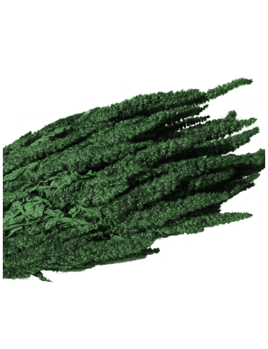 Amarante épi vert foncé