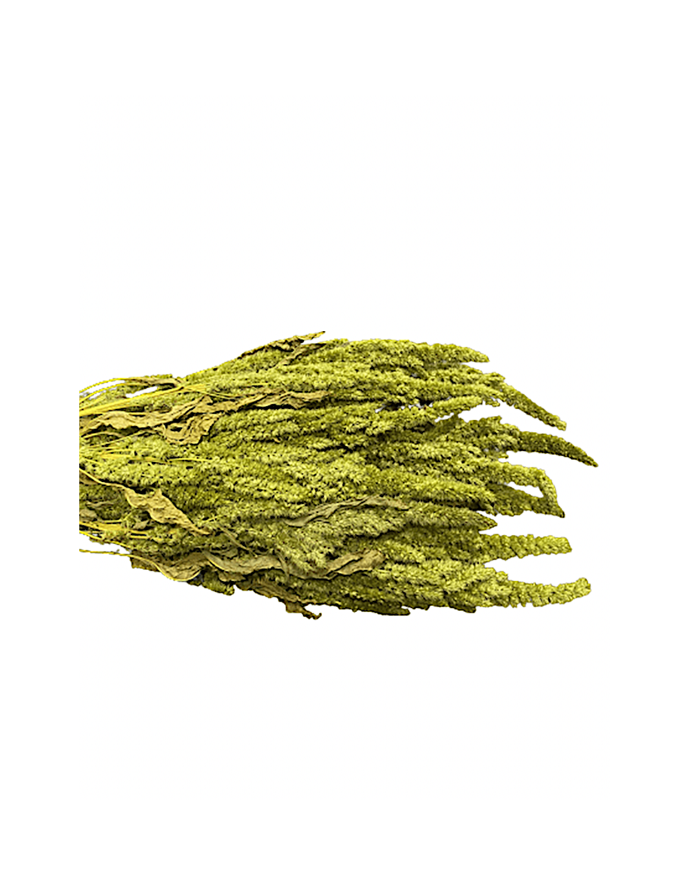 Amarante épi vert claire