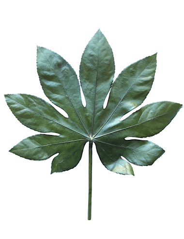 Aralia stabilisée verte