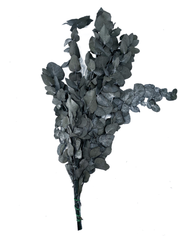Eucalyptus Cinerea Stabilisé