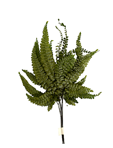 Fougère felci fern stabilisée verte