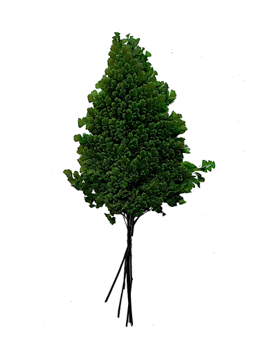 Fougère lutti stabilisée verte