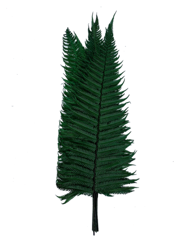 Fougère parchemin stabilisée verte