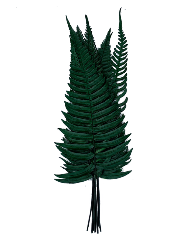 Fougère rock fern verte