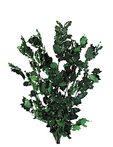 Houx stabilisé vert
