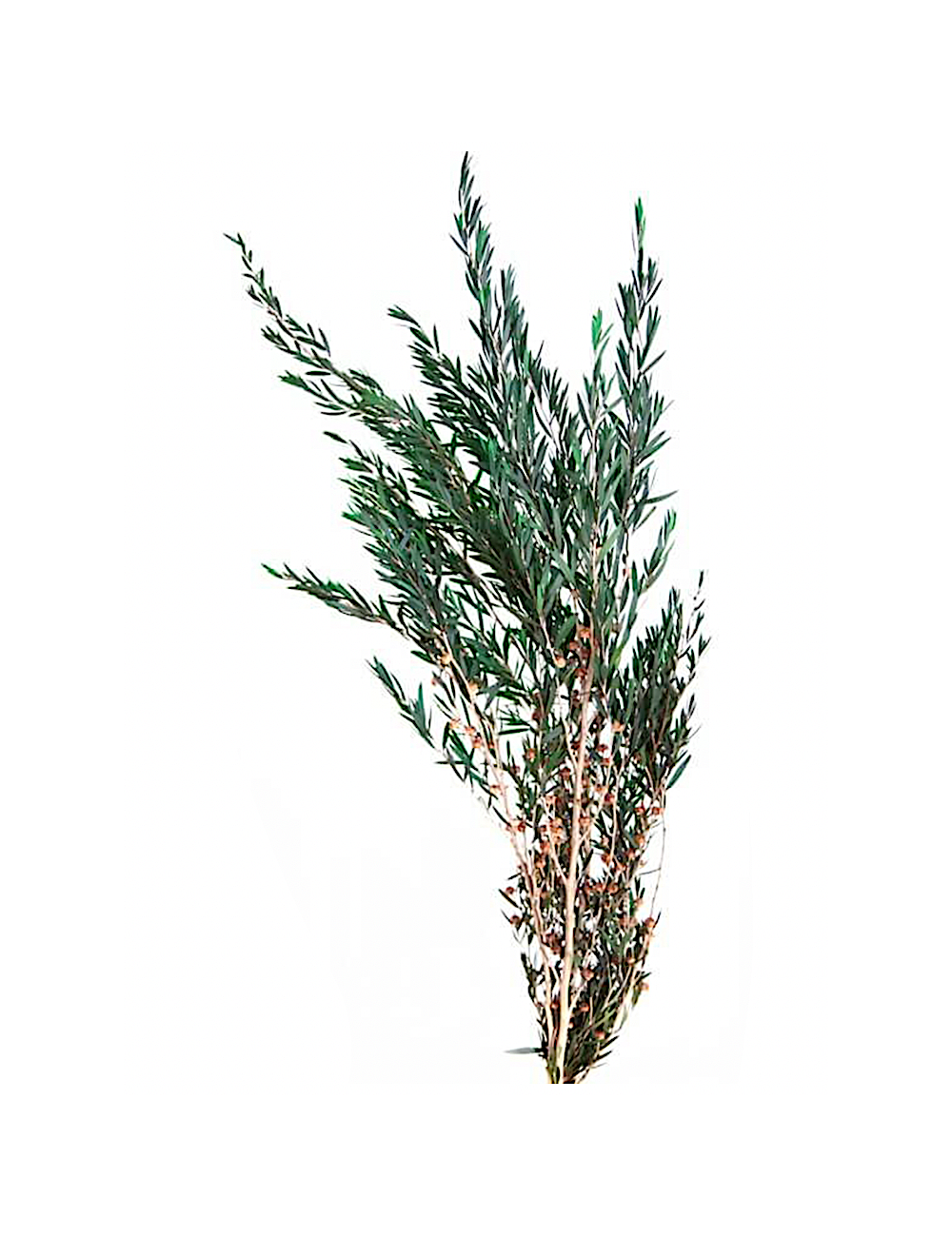 Lepto vert stabilisé