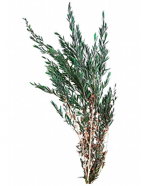 Lepto vert stabilisé