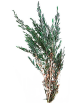 Lepto vert stabilisé