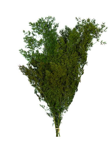Ming fern stabilisé vert