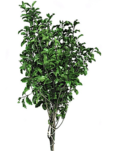 Pittosporum stabilisé vert
