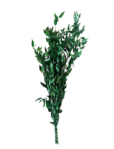 Ruscus vert stabilisé