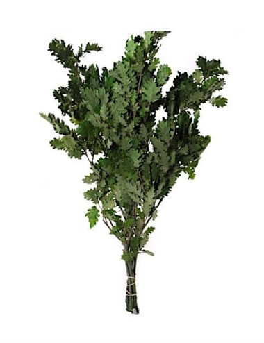 Chêne vert stabilisé