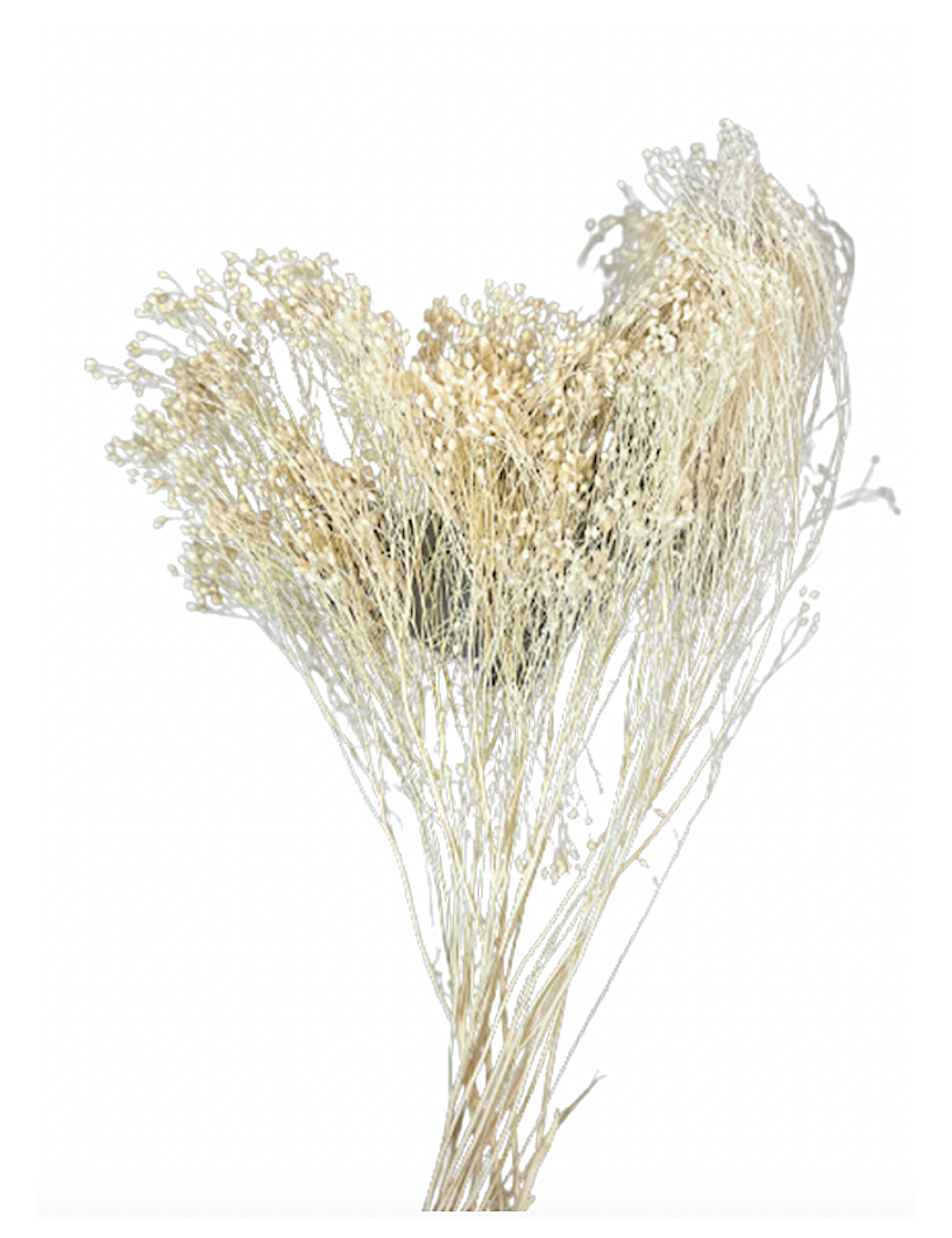 Broom stabilisé blanc