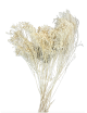 Broom stabilisé blanc