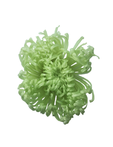 Chrysanthème Anastasia Stabilisé jaune